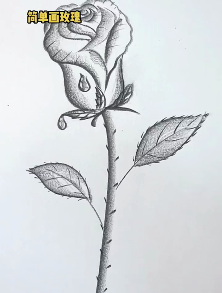 炭笔简单画玫瑰,创意美术