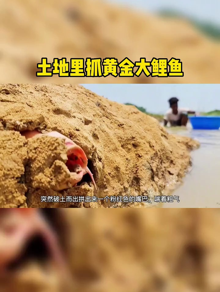 土地里抓黄金大鲤鱼!