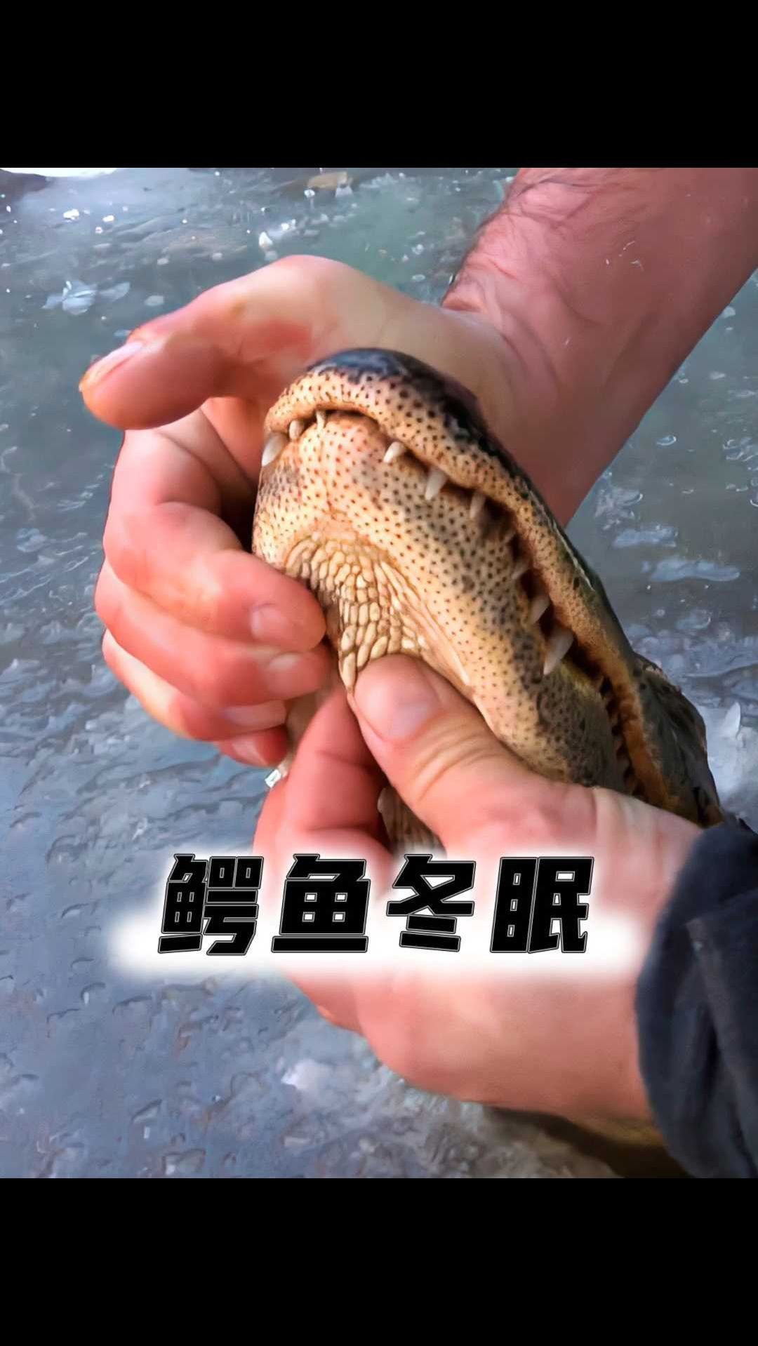 鳄鱼冬眠时为什么要把嘴巴露在外面