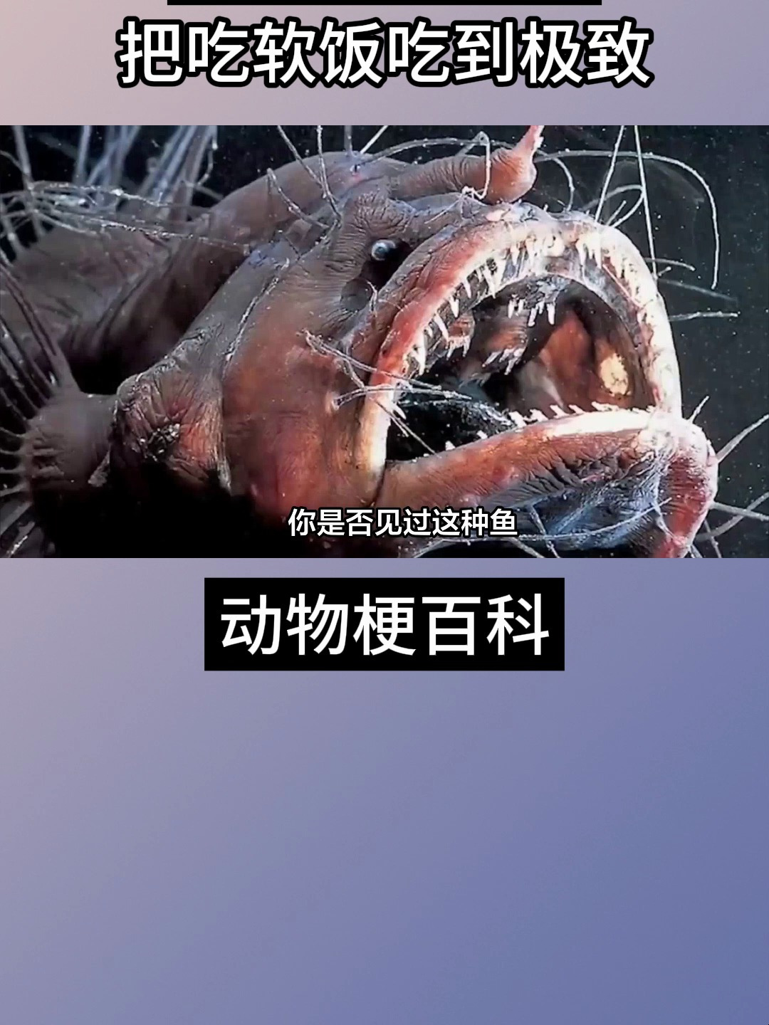 雄性鮟鱇鱼:吃软饭的满级“渣男”