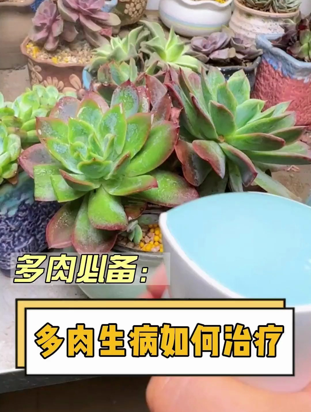多肉长斑点生病了怎么治?这个视频告诉你 多肉 多肉植物