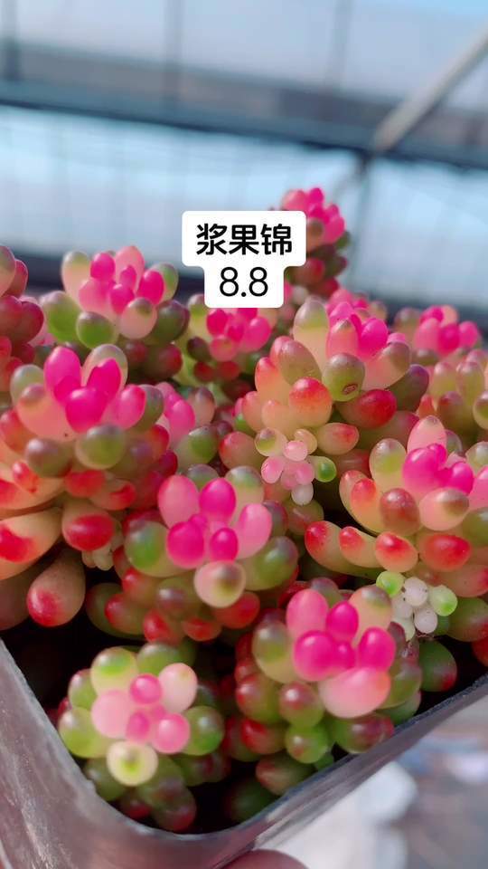 这样子的多肉你见过吗