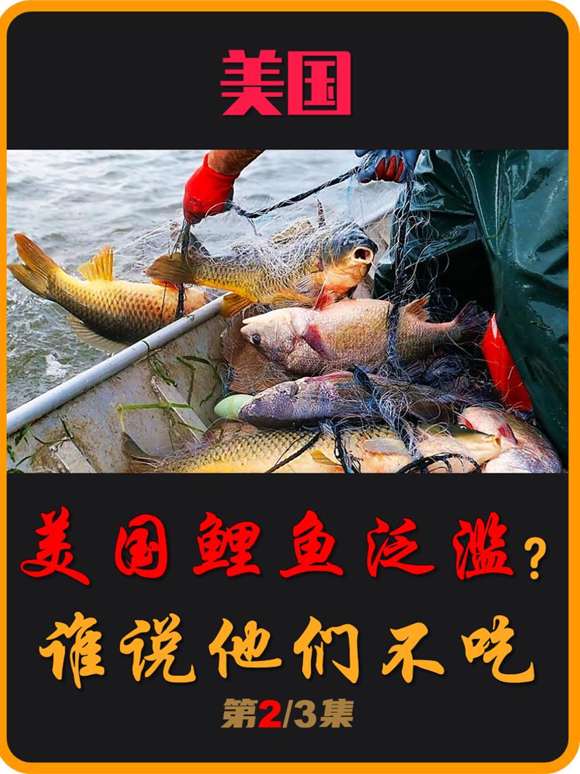看美国人如何吃北美狼鲈和鲤鱼,说他们不吃鲤鱼是造谣吗?(02)