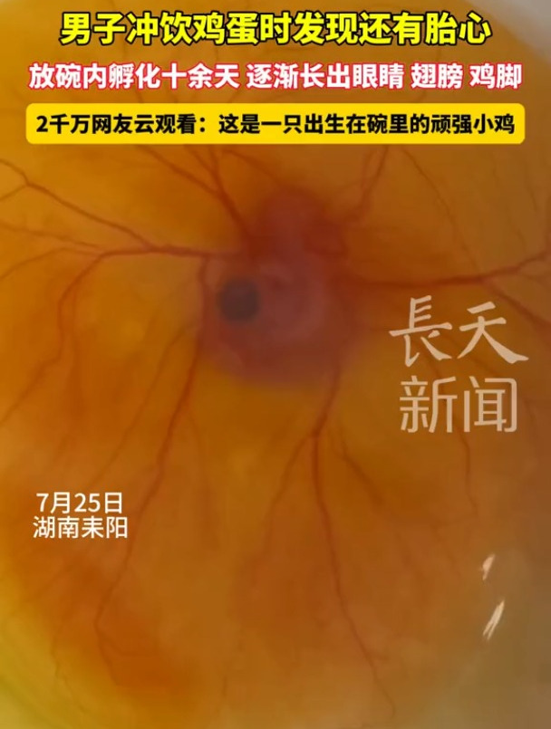 男子冲饮鸡蛋时发现还有胎心,放碗内孵化十余天,逐渐长出眼睛、翅膀、鸡脚,2千万网友云观看!