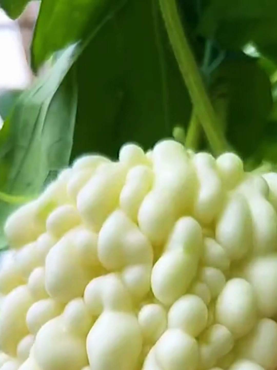 它叫苹果苦瓜,既是水果,又是蔬菜,因为可以生吃而得名苹果苦瓜