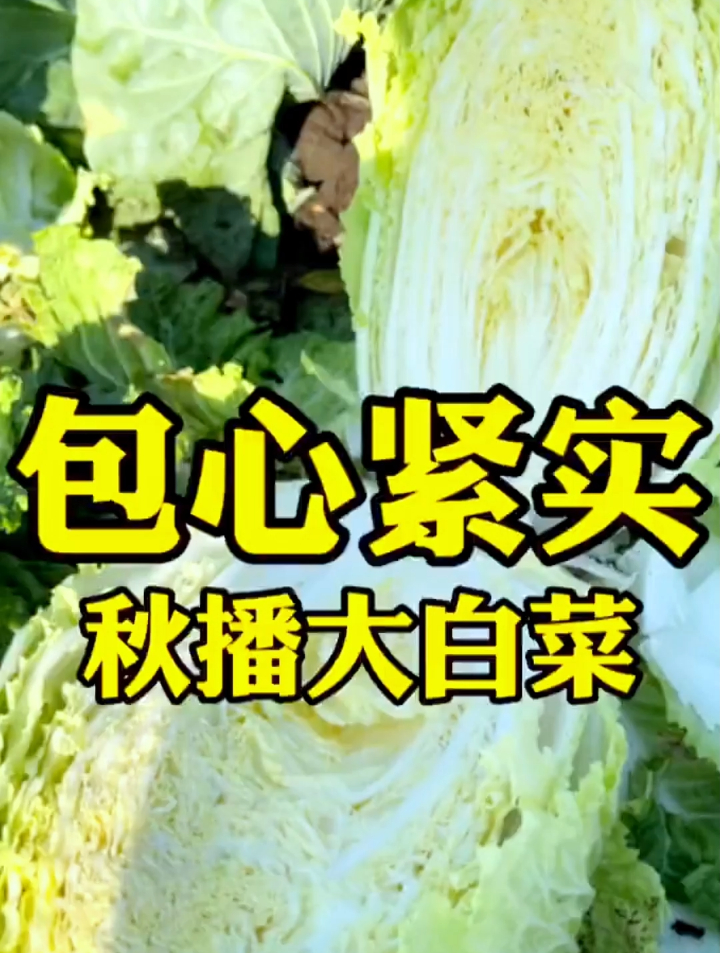 新手种植大白菜想要产量高,需掌握这3点,白菜颗颗能长10来斤!