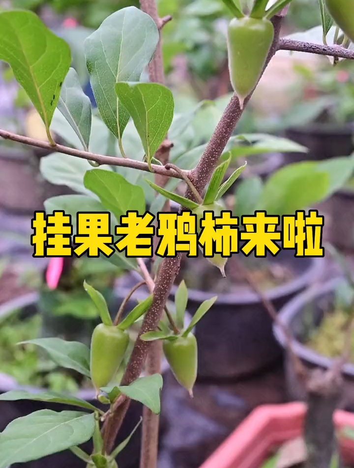 老鸭柿挂果盆景,梦之雫,天王,史葫芦,彗星等品种 老鸦柿盆景