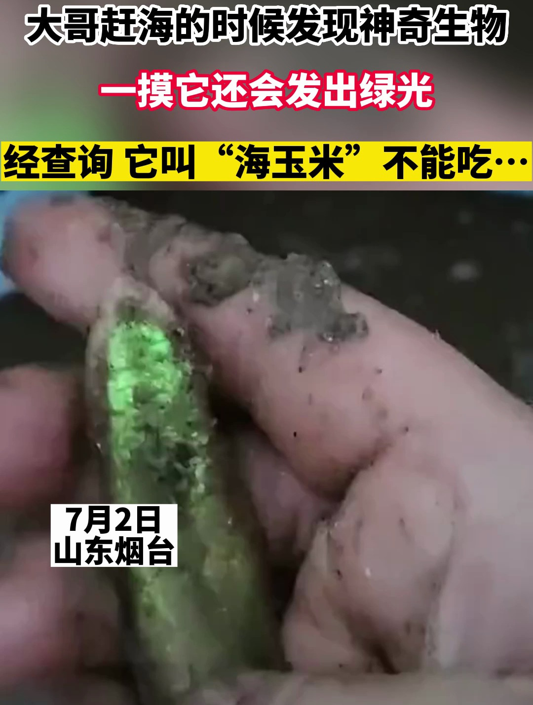 大哥赶海的时候发现神奇生物,一摸它还会发出绿光