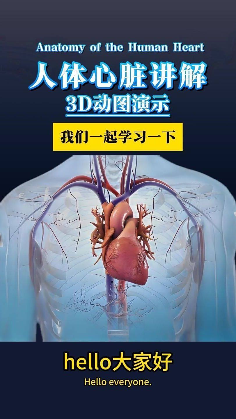 人体心脏解剖讲解