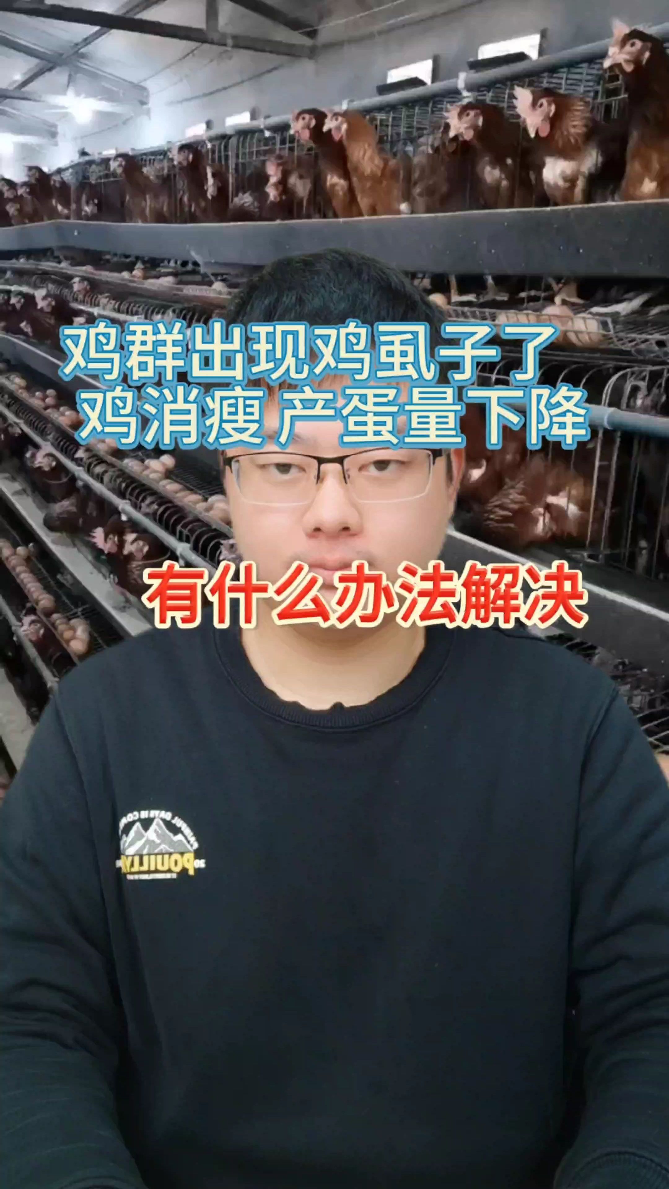 鸡虱子的克星 去虱子最好最快的方法 鸡虱子怎么去除