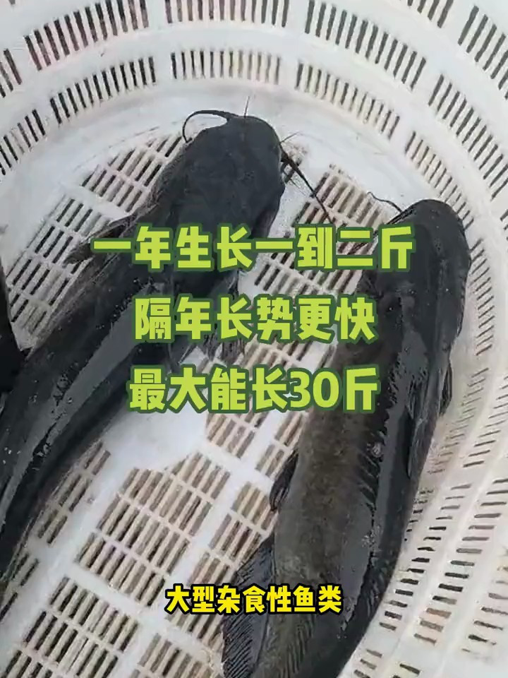 叉尾鱼又叫沟鲶、河鲶是大型的温水性淡水鱼类