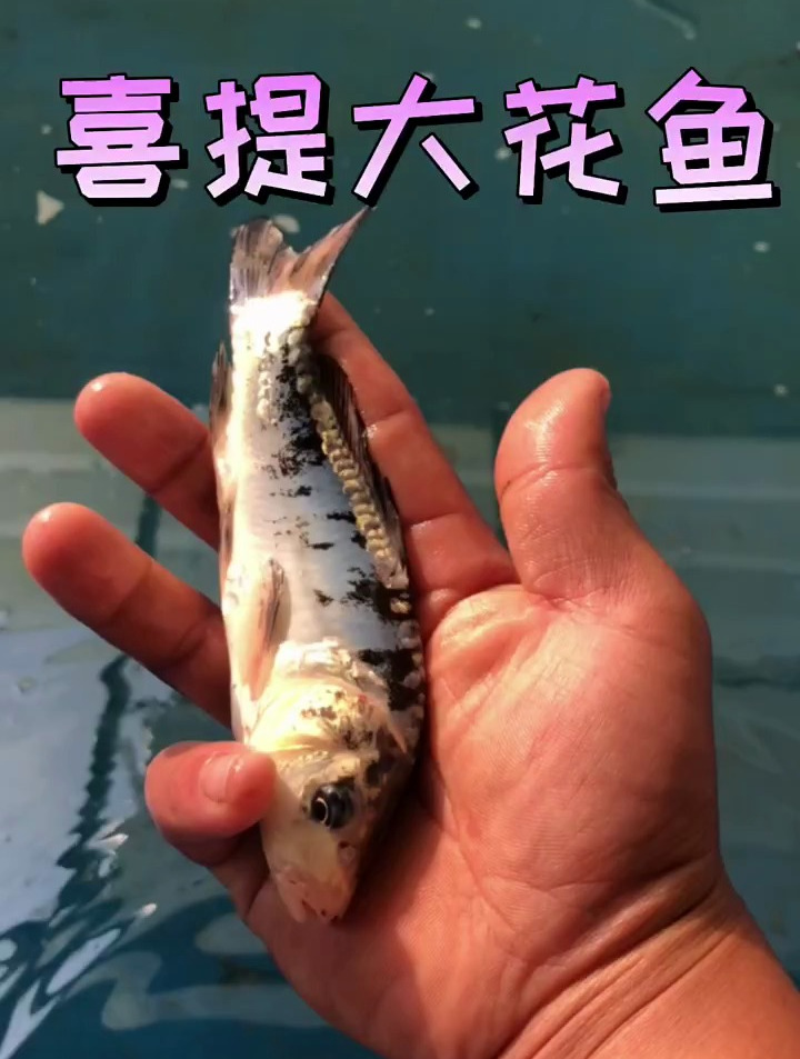 喜提一条大花鱼!