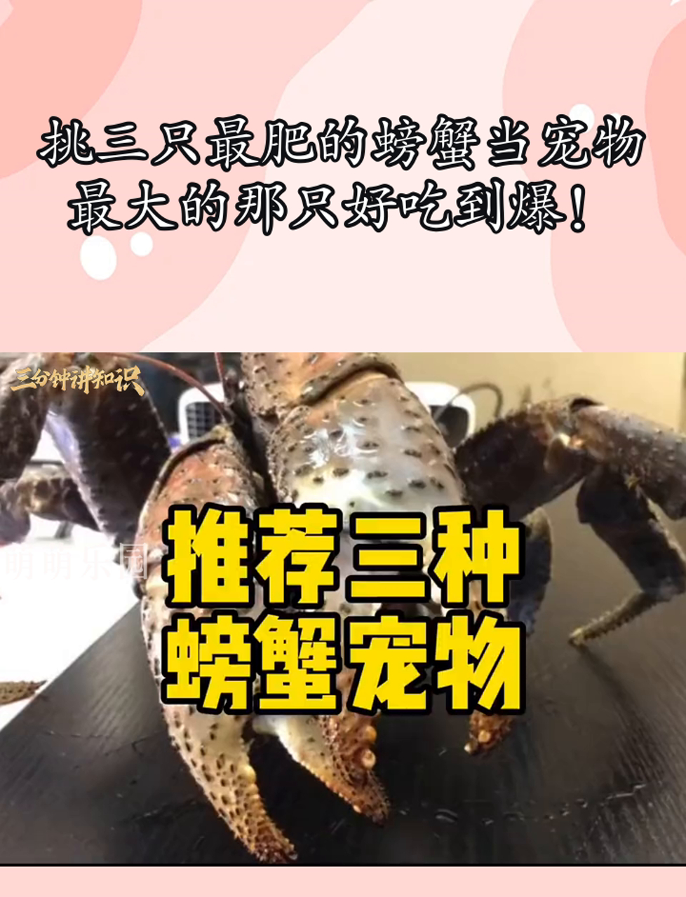 挑三只最肥的螃蟹当宠物,最大的那只好吃到爆!