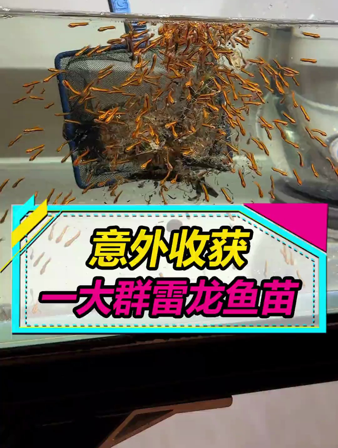 居然意外收获一大群雷龙鱼苗,不知道长大是啥样,先养起来再说!
