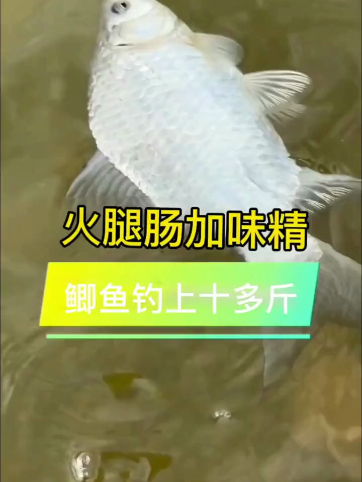 火腿肠+味精,也能做饵料?轻松钓起十斤多鲫鱼!