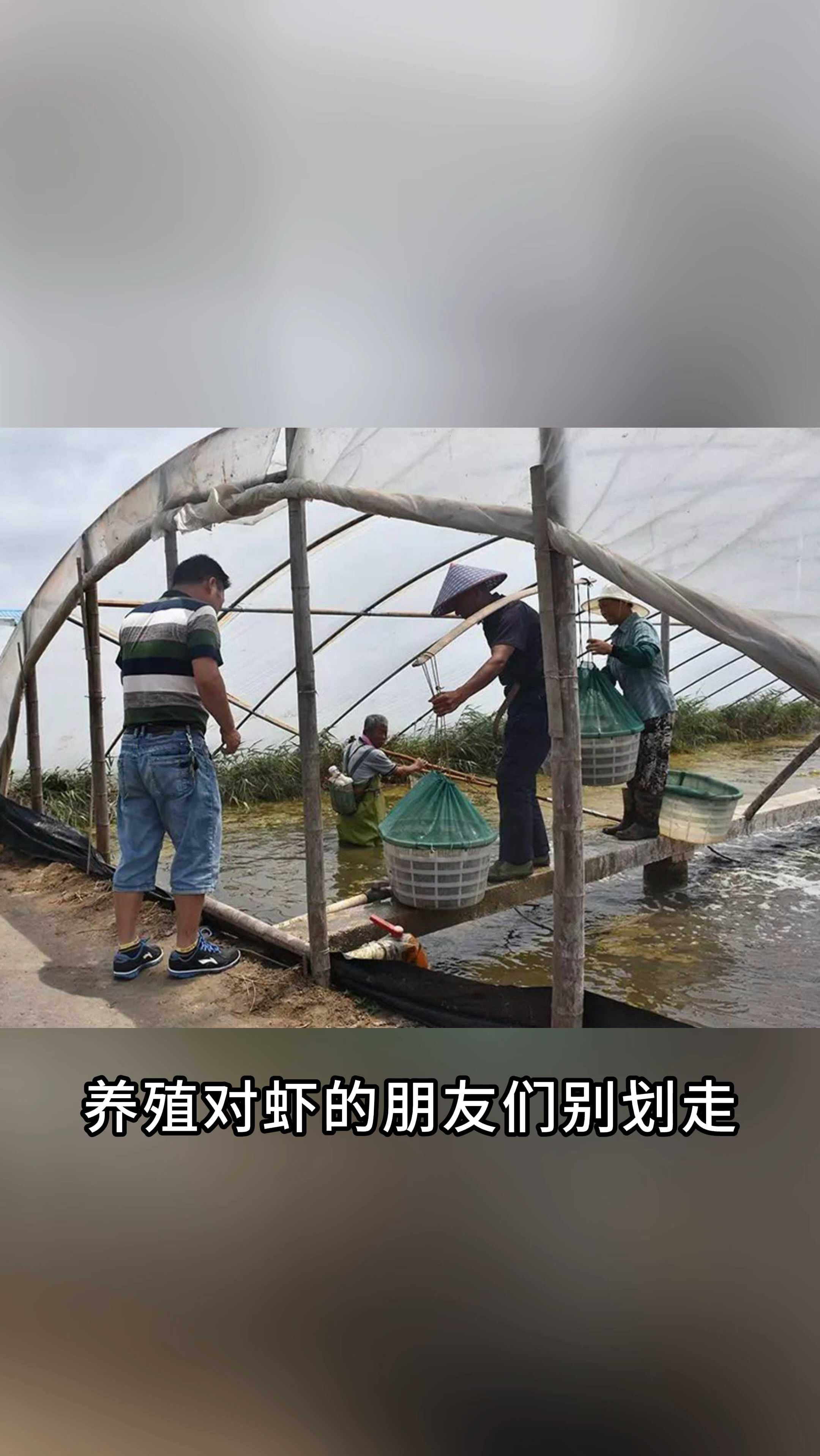 养殖对虾虾苗必备点数神器!