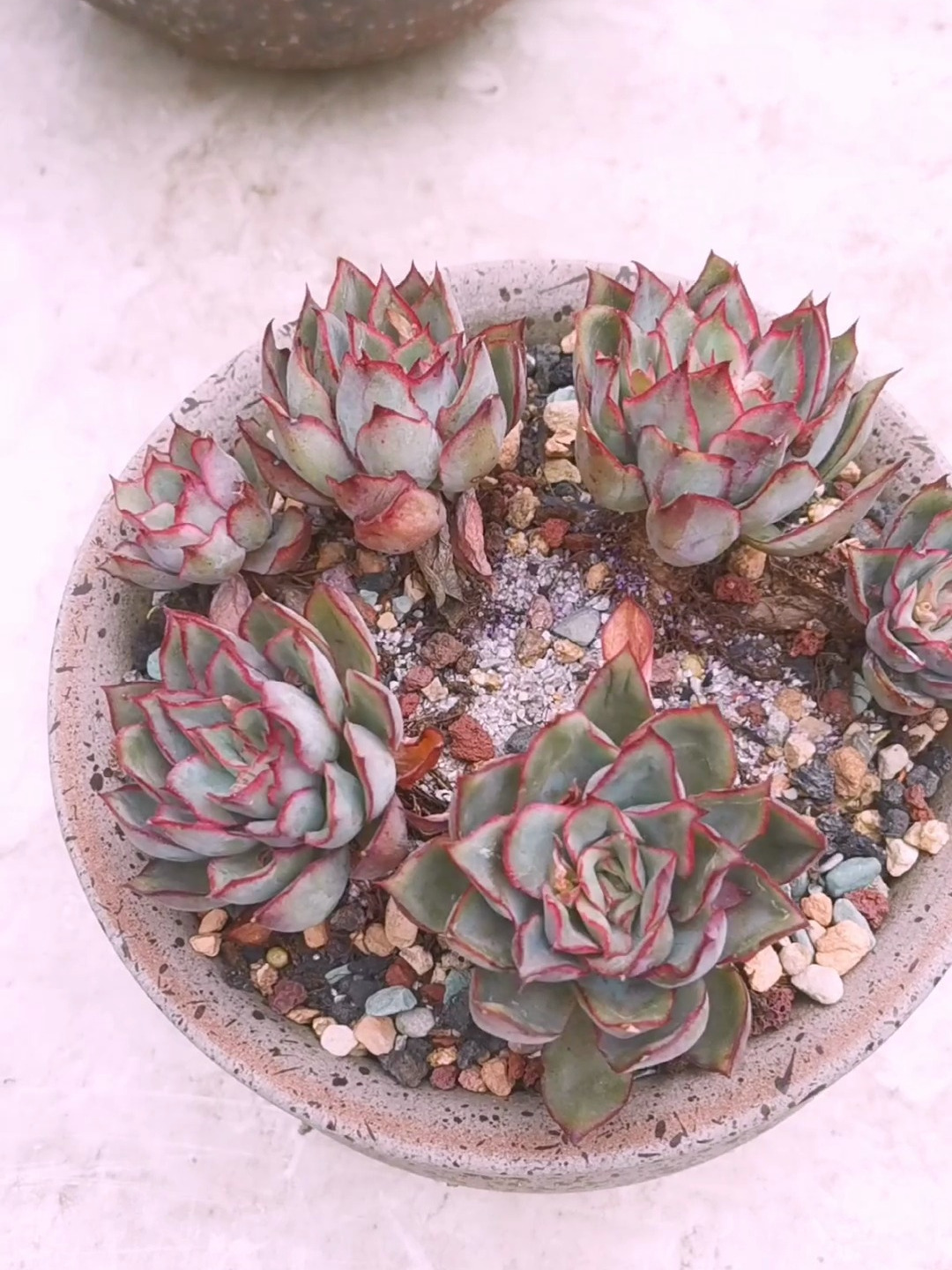 本来打算把多肉雨燕座扔掉,最后却是月光女神承担了所有!