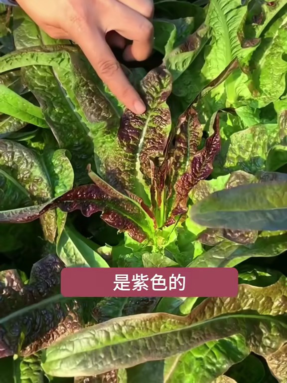 红油麦菜是油麦菜中的新品,它花青素含量高,种植也简单