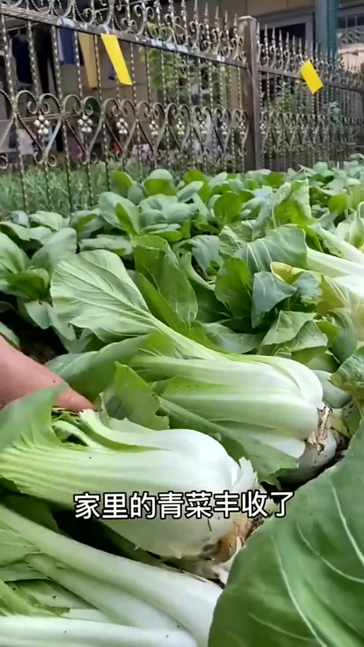 今天把老坛酸菜的做法分享给大家,你们也赶紧学起来吧!