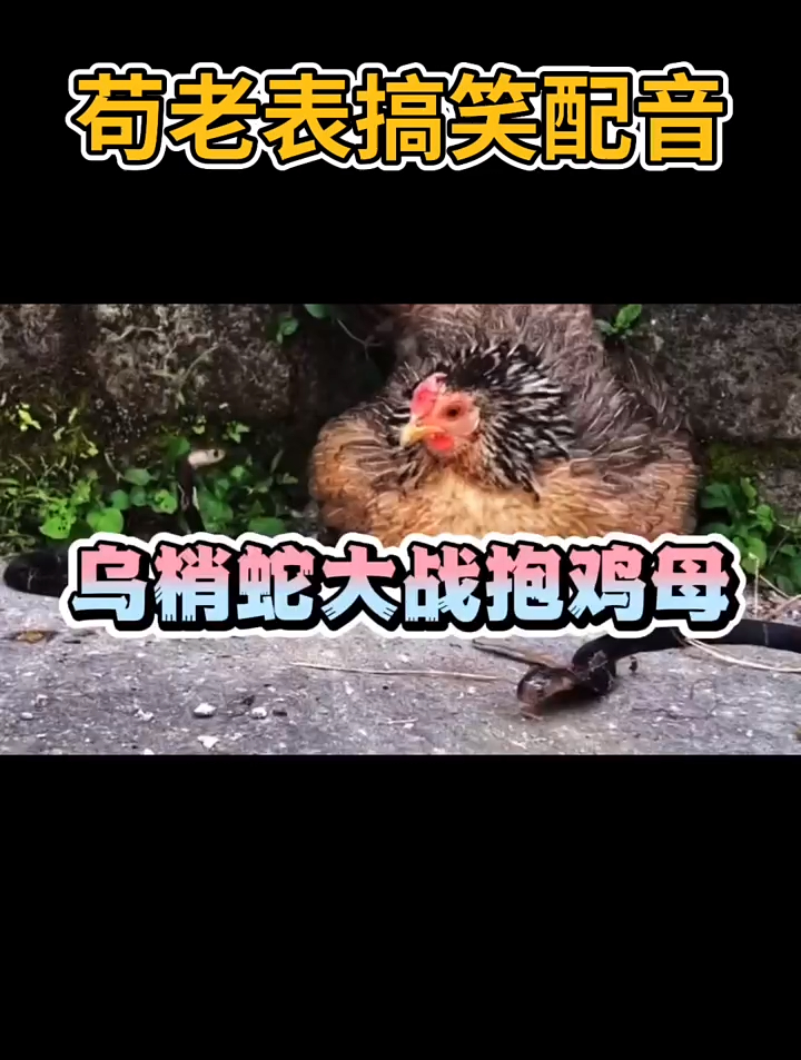 士可杀不可辱,眼镜蛇干不过抱鸡母