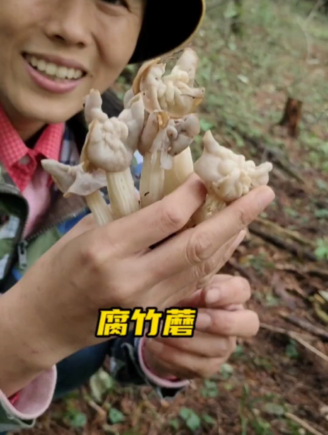 东北最好吃的蘑菇,腐竹蘑,大家都吃过吗?