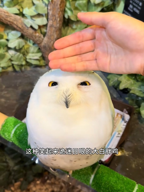 笑起来鬼迷日眼的雪鸮,是猫头鹰中的大白胖鸡!