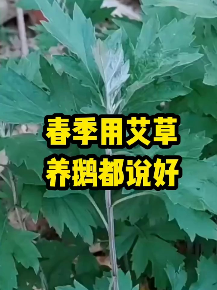 春季喂艾草,养鹅都说好