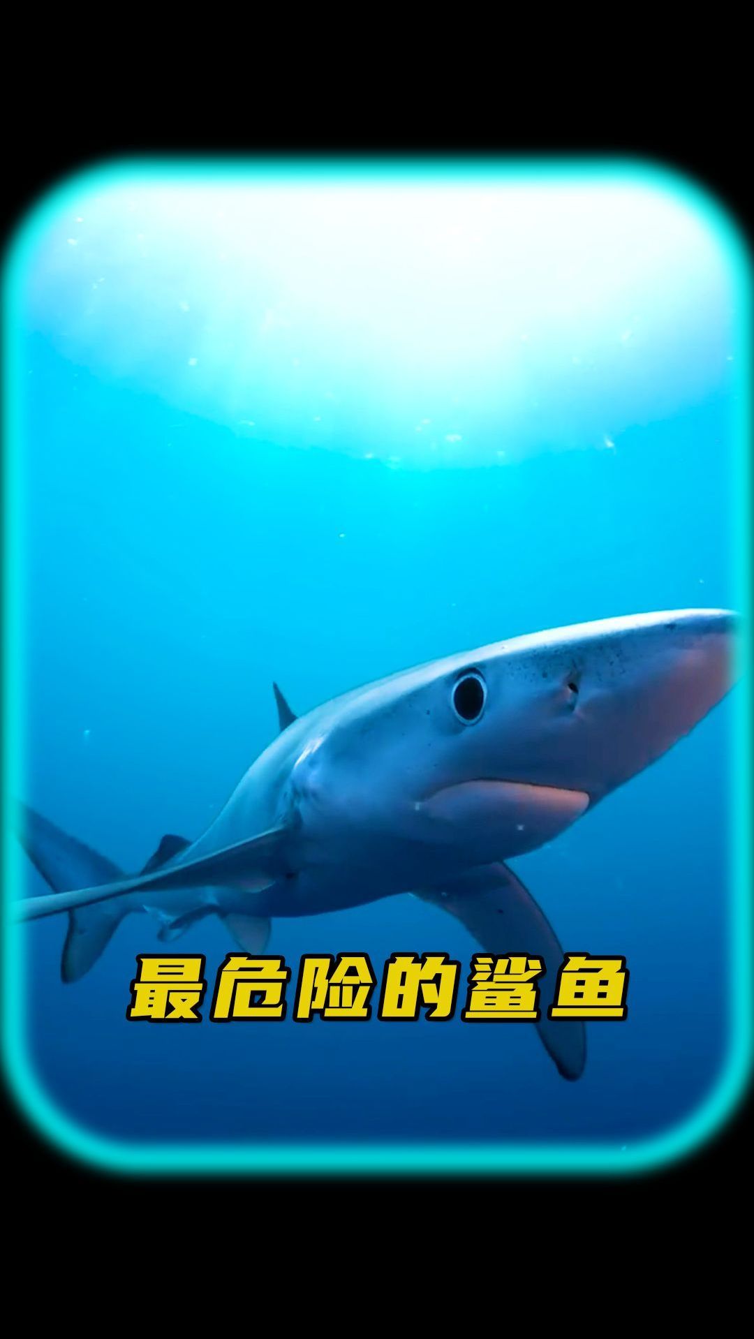 世界上最危险的鲨鱼