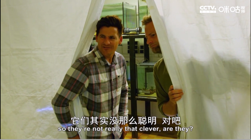 鱼的记忆只有两秒?误会大了,丽鱼不仅能记住还能辨别