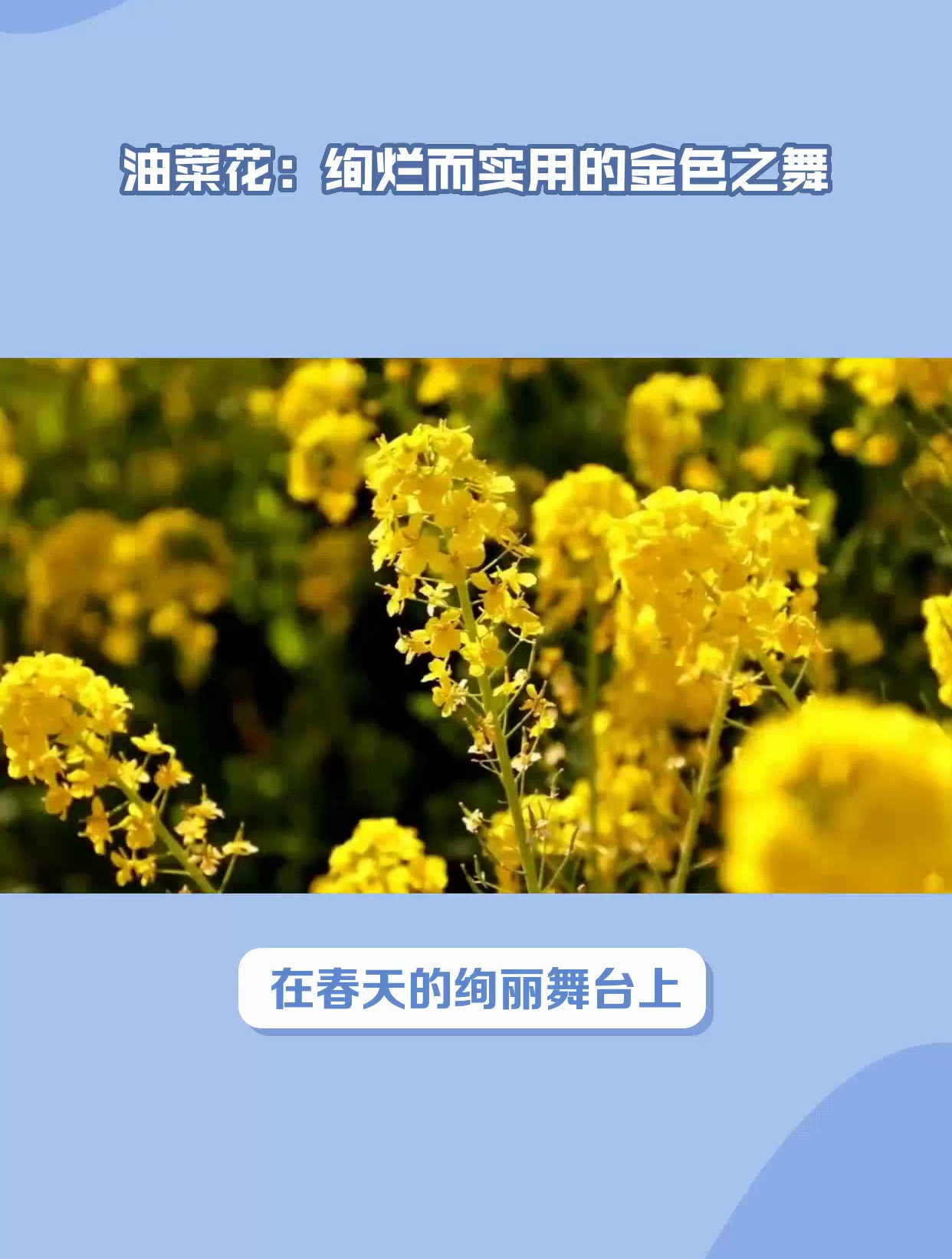 油菜花:绚烂而实用的金色之舞
