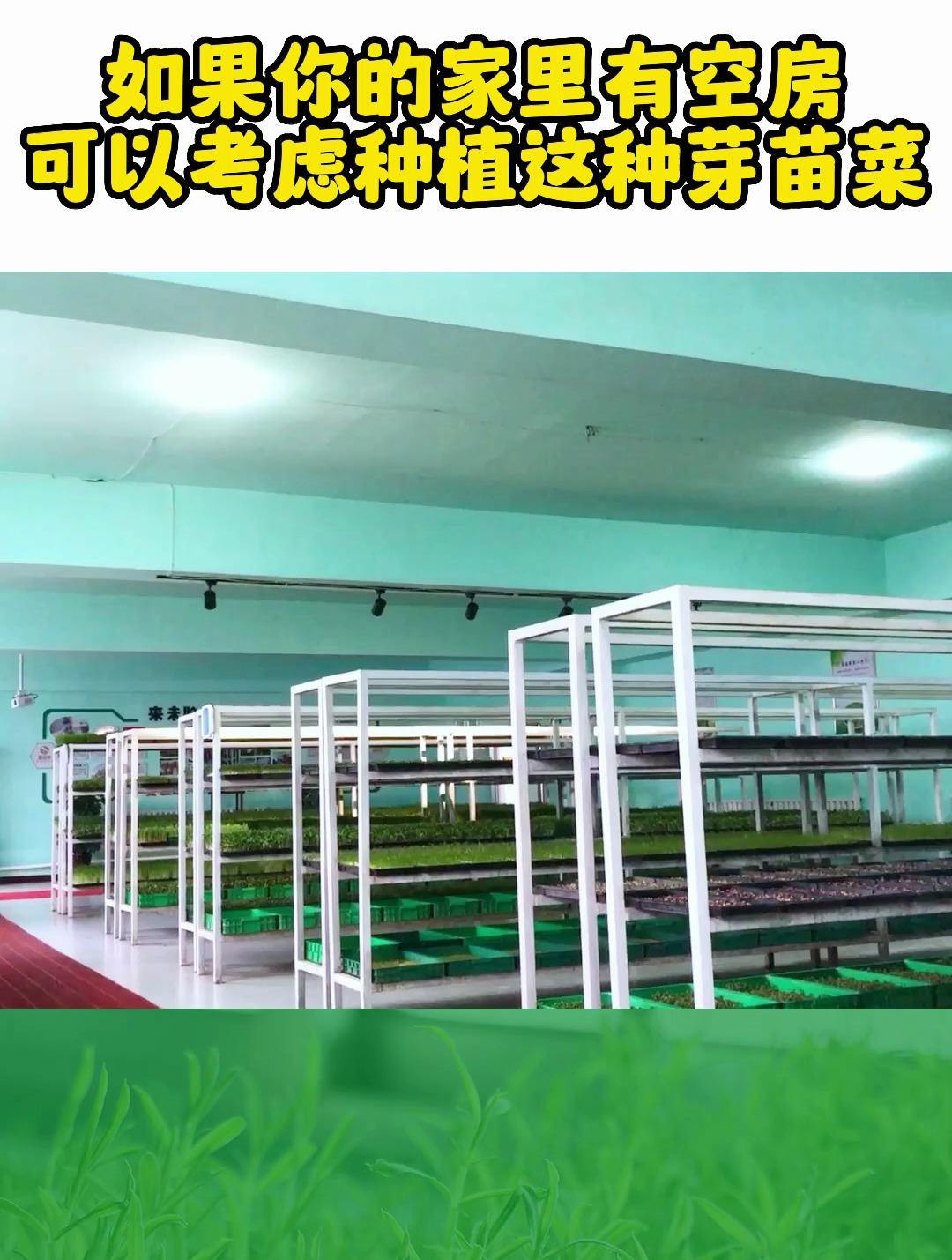 芽苗菜的种植简单,在家里的空房里就可以种