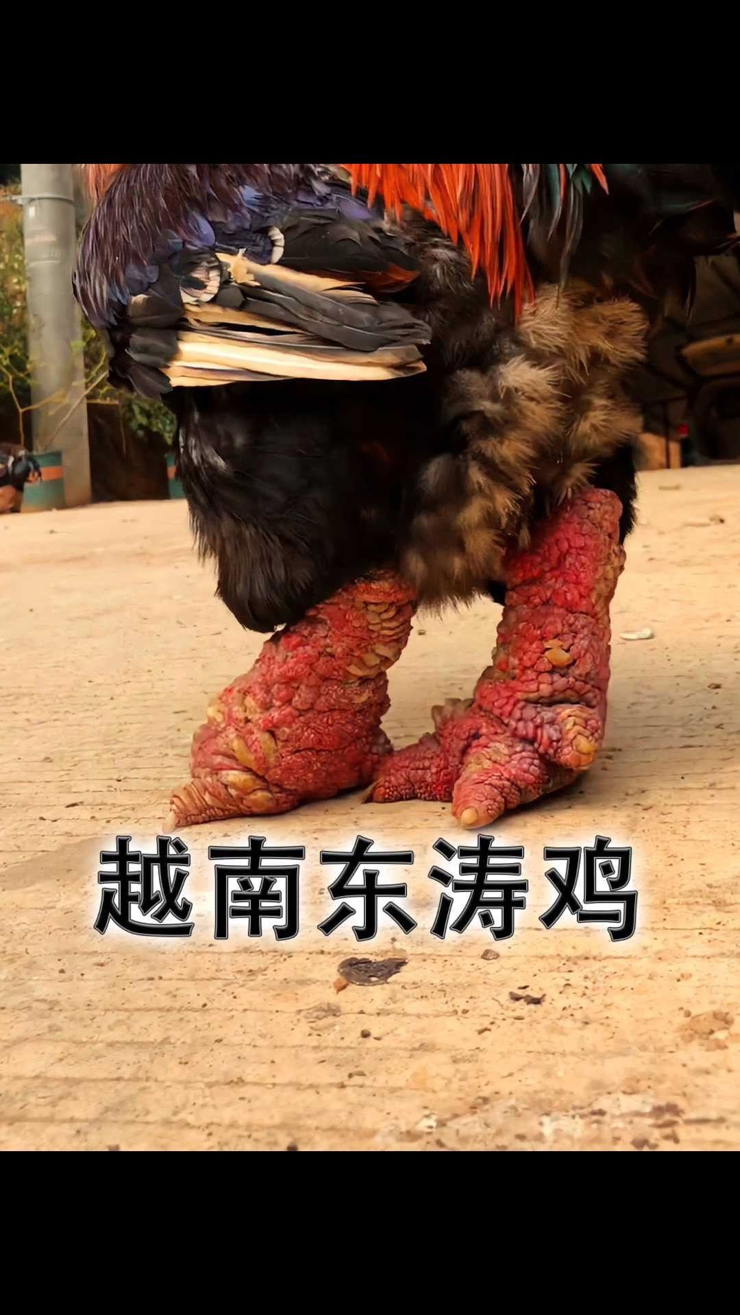 越南东涛鸡的鸡爪为什么这么贵?