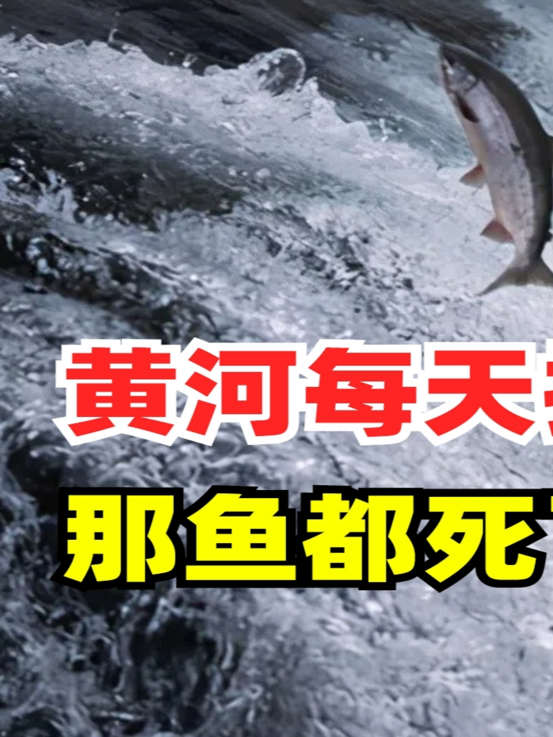 淡水鱼不能在大海中存活,黄河每天把大量鱼冲下海,那鱼死了吗?