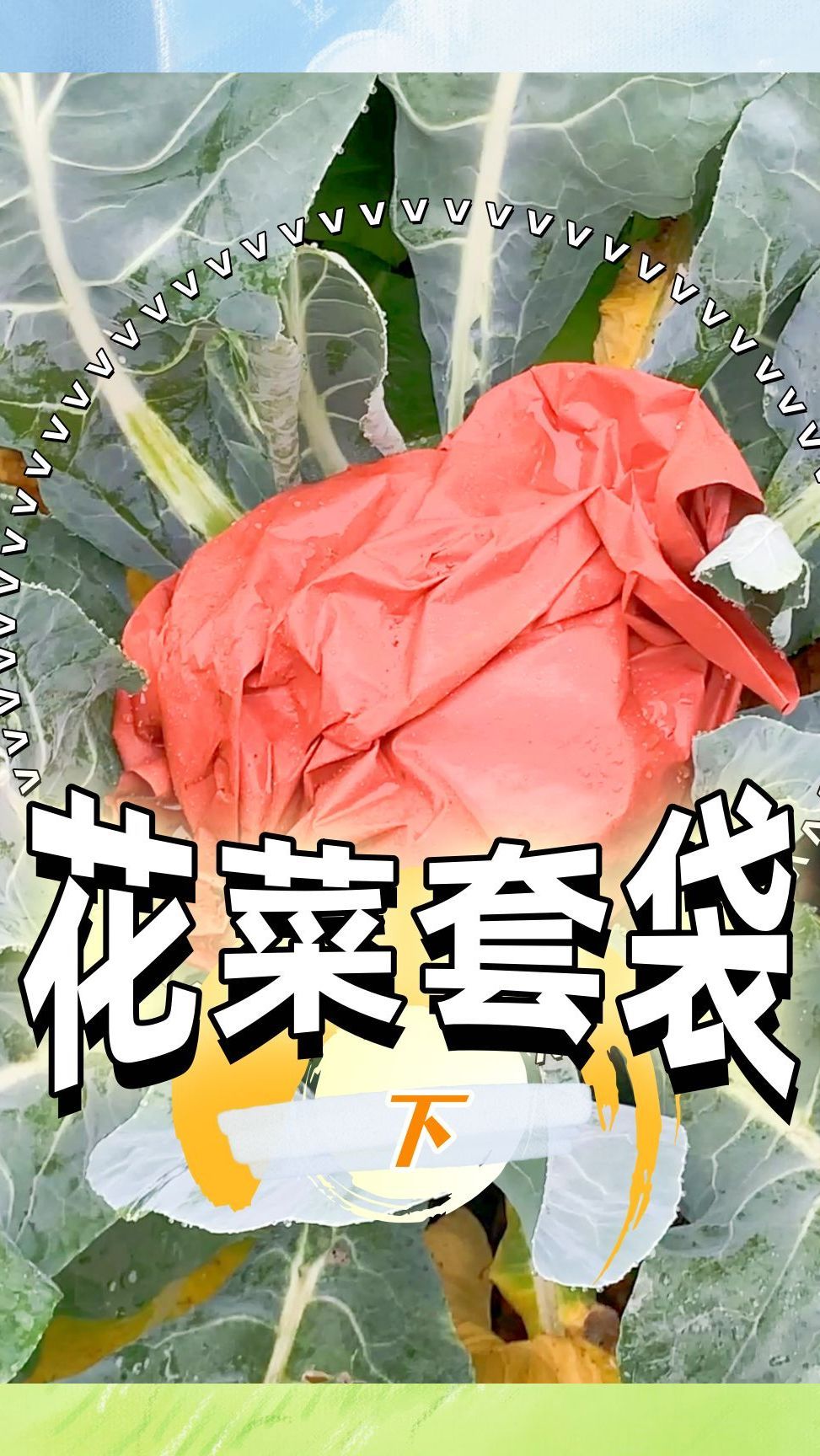 花菜套袋作用讲解——上