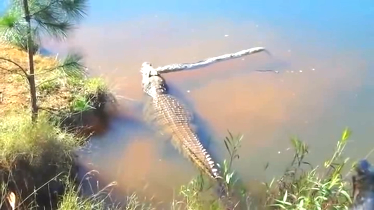 现场实拍鳄鱼吃蟒蛇,画面让人不敢直视