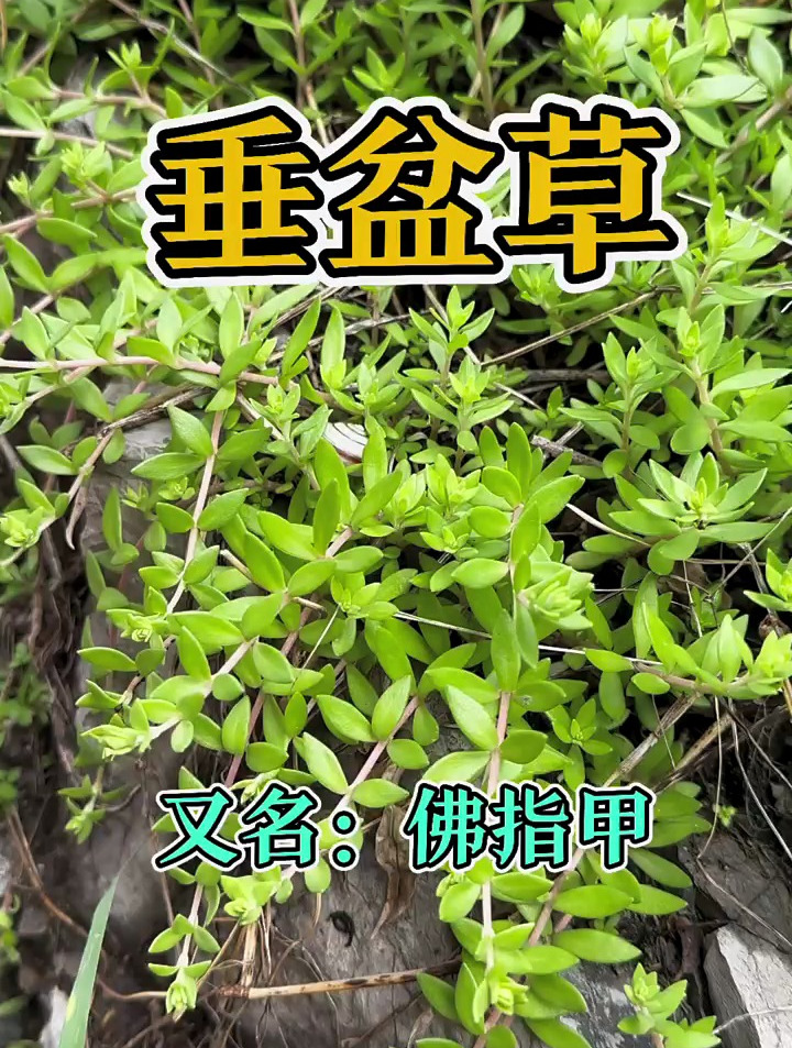 垂盆草:具有利湿退黄,清热解毒的功效