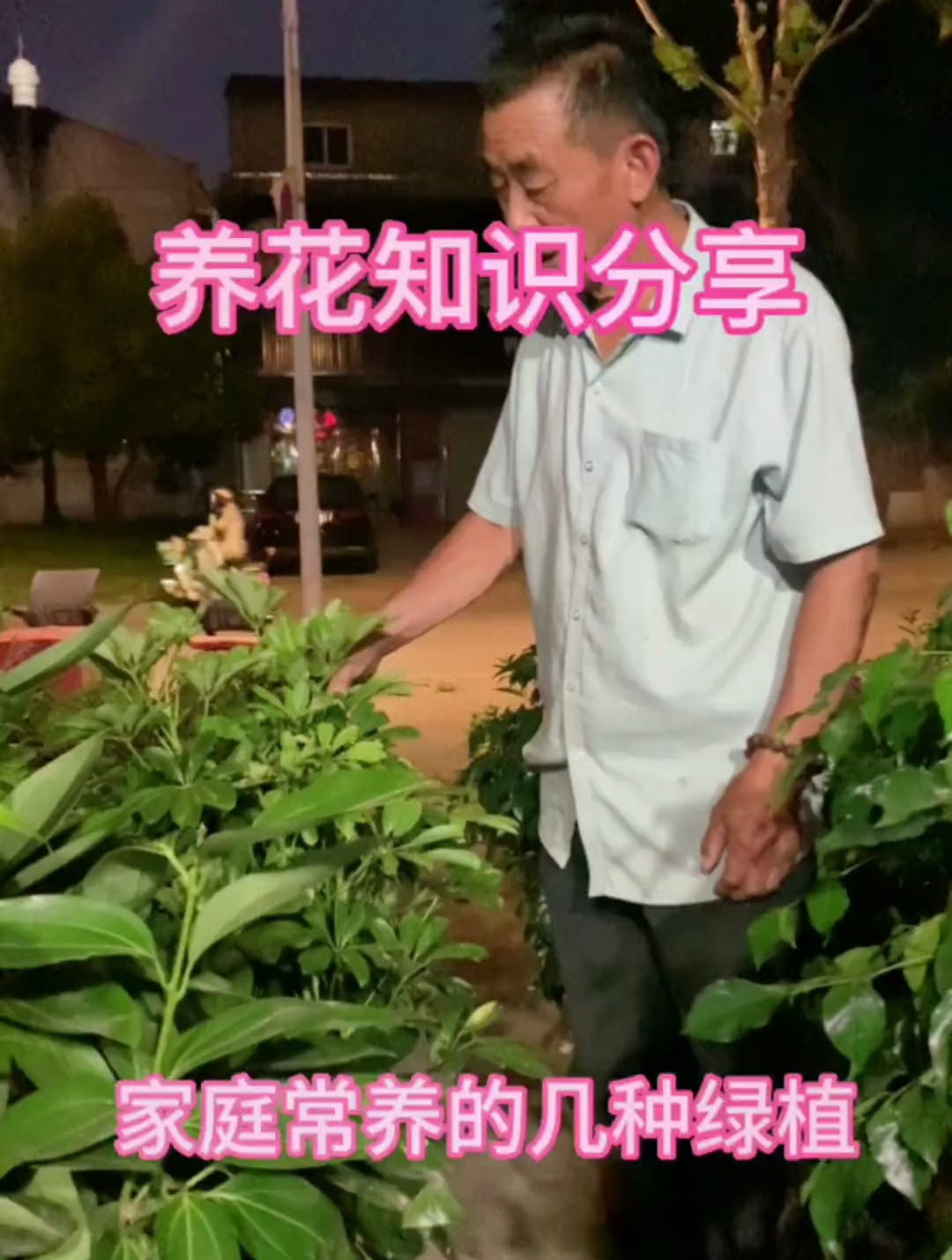 老师傅告诉你家庭常养的几种绿植