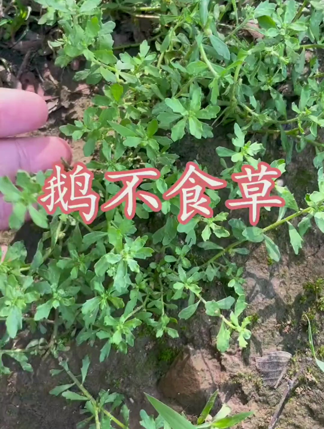 鹅不食草,你的家乡有这种植物吗?