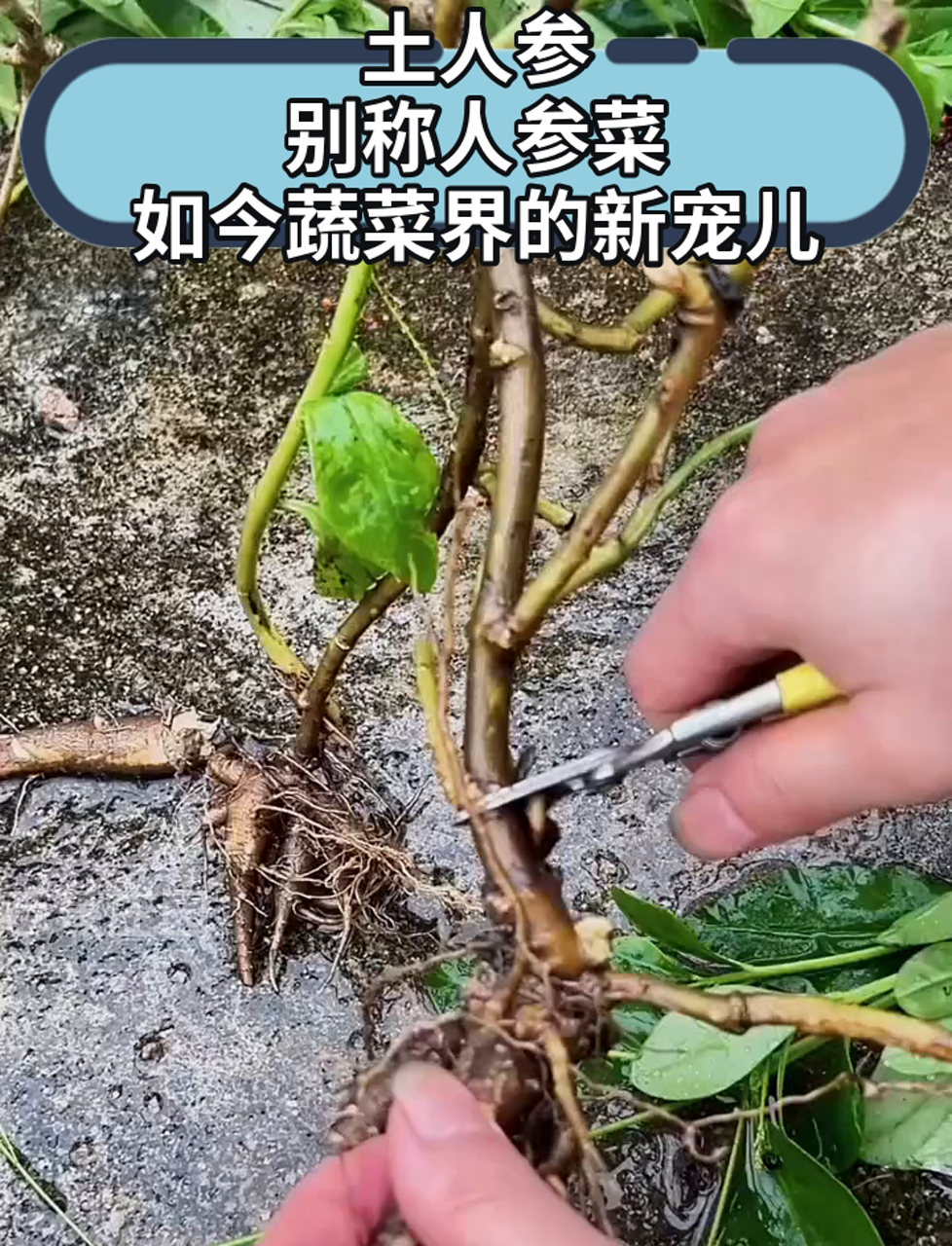 土人参,别称人参菜,如今蔬菜界的新宠儿