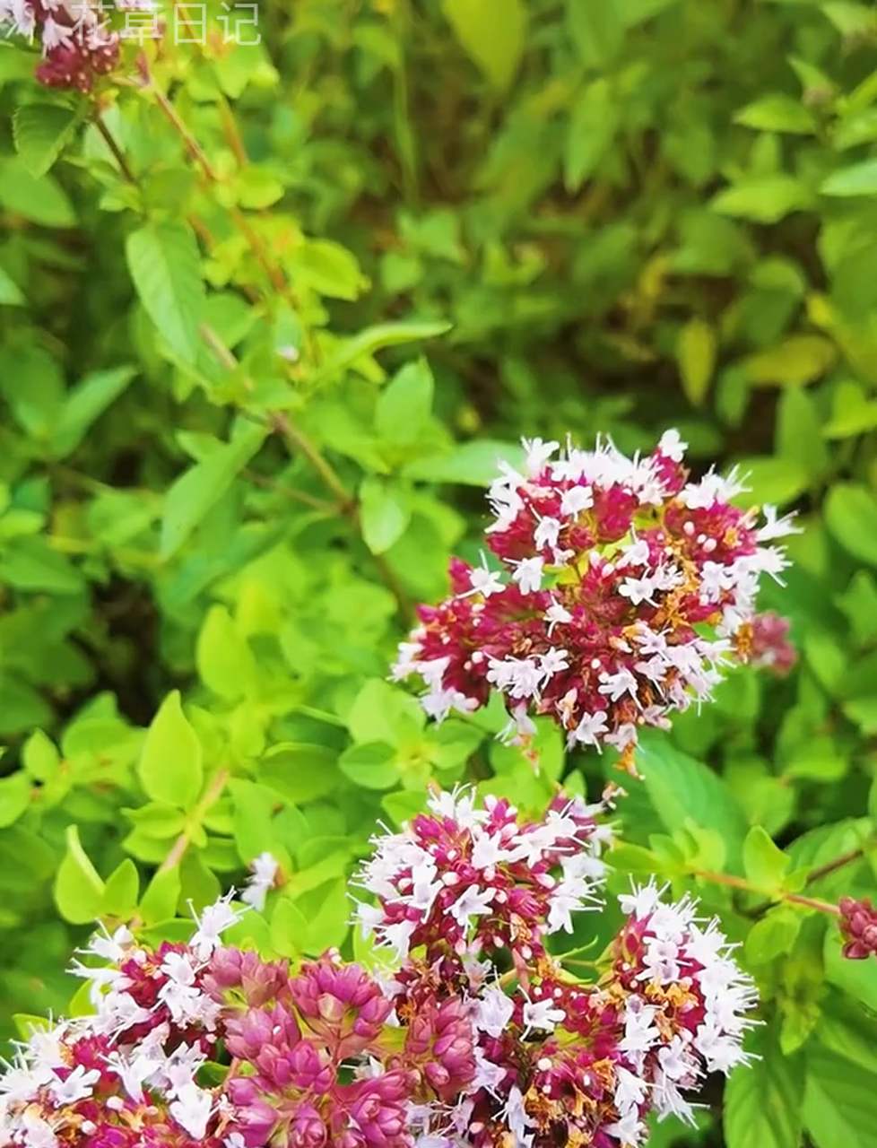 牛至,也叫野薄荷,长得像草又像灌木,高约60厘米,7到9月开花,香香的,全身都能入药,还是