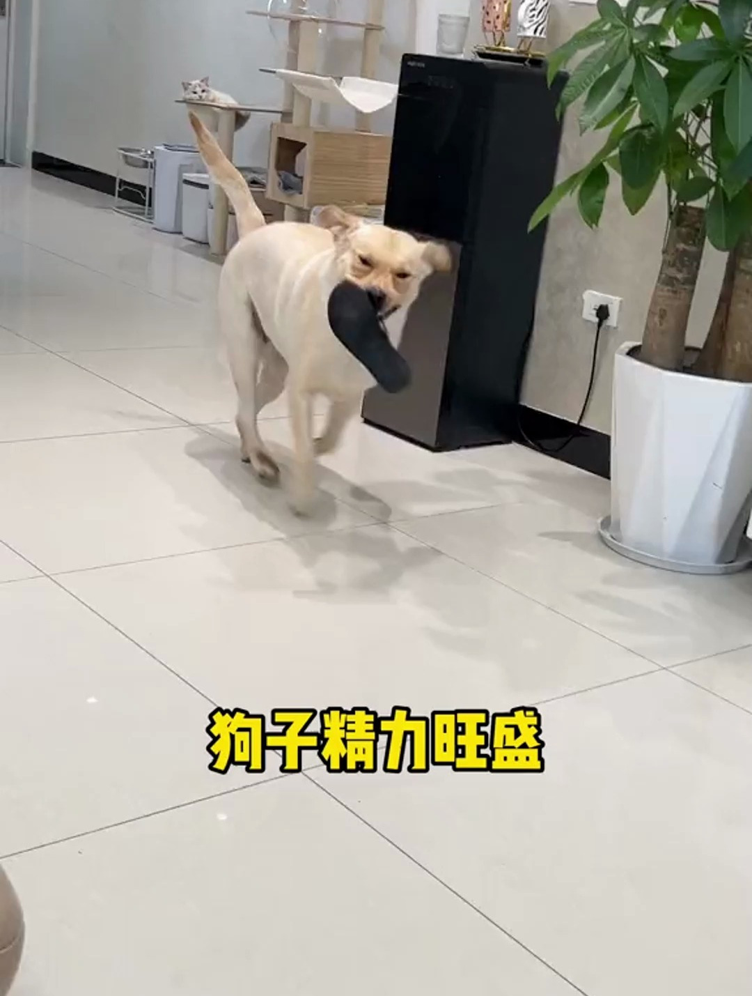 自从给狗子吃了鳕鱼皮,再也不担心狗子拆家了