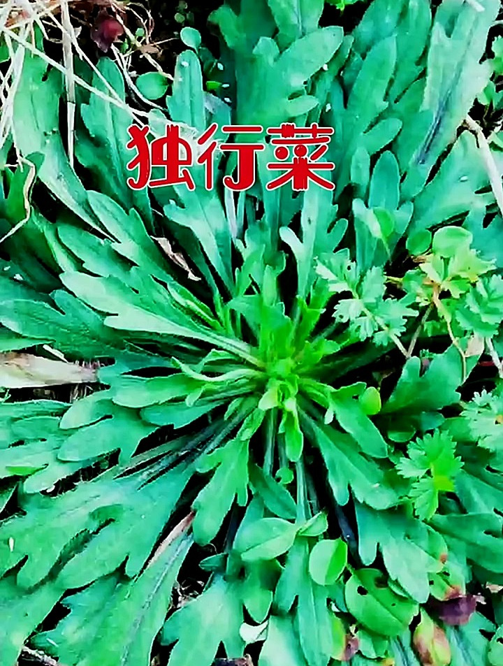 分享百草知识:独行菜