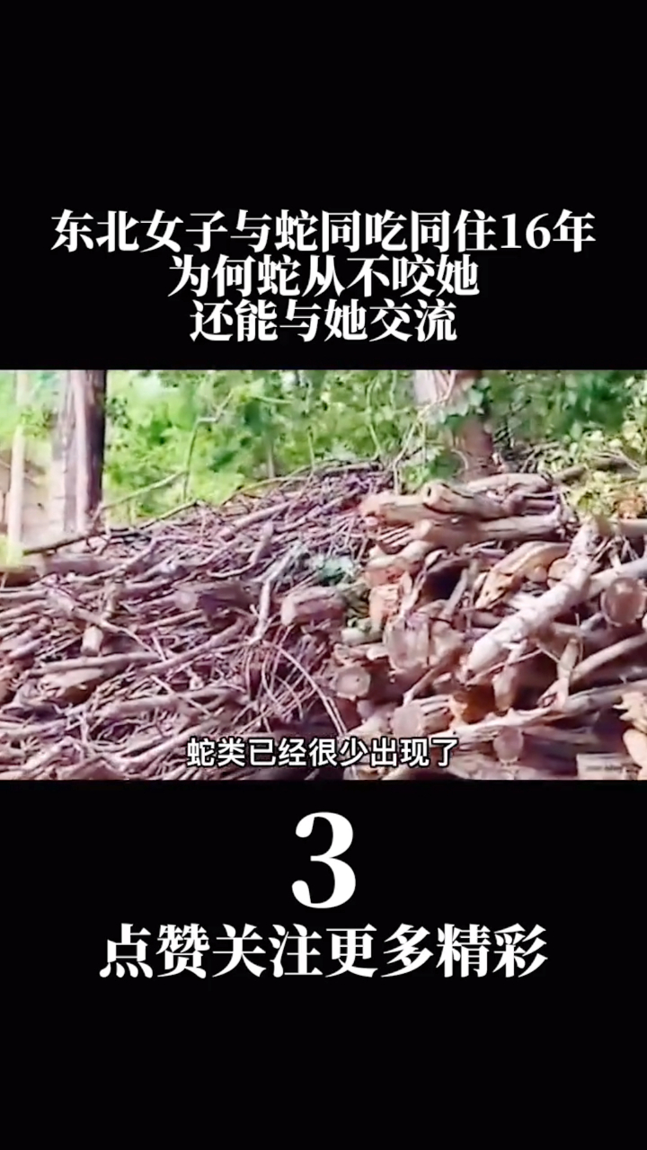 3 东北女子与蛇同吃同住16年,为何蛇从不咬她还能与她交流?