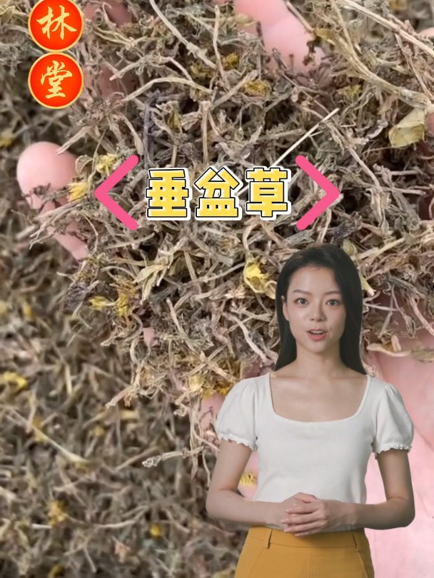 垂盆草的作用和选择,欢迎家人们了解