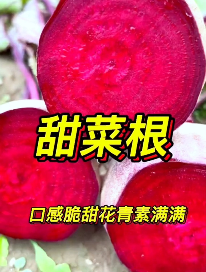 掌握这个甜菜种植小技巧,自己在家就可以种,方法简单超实用!