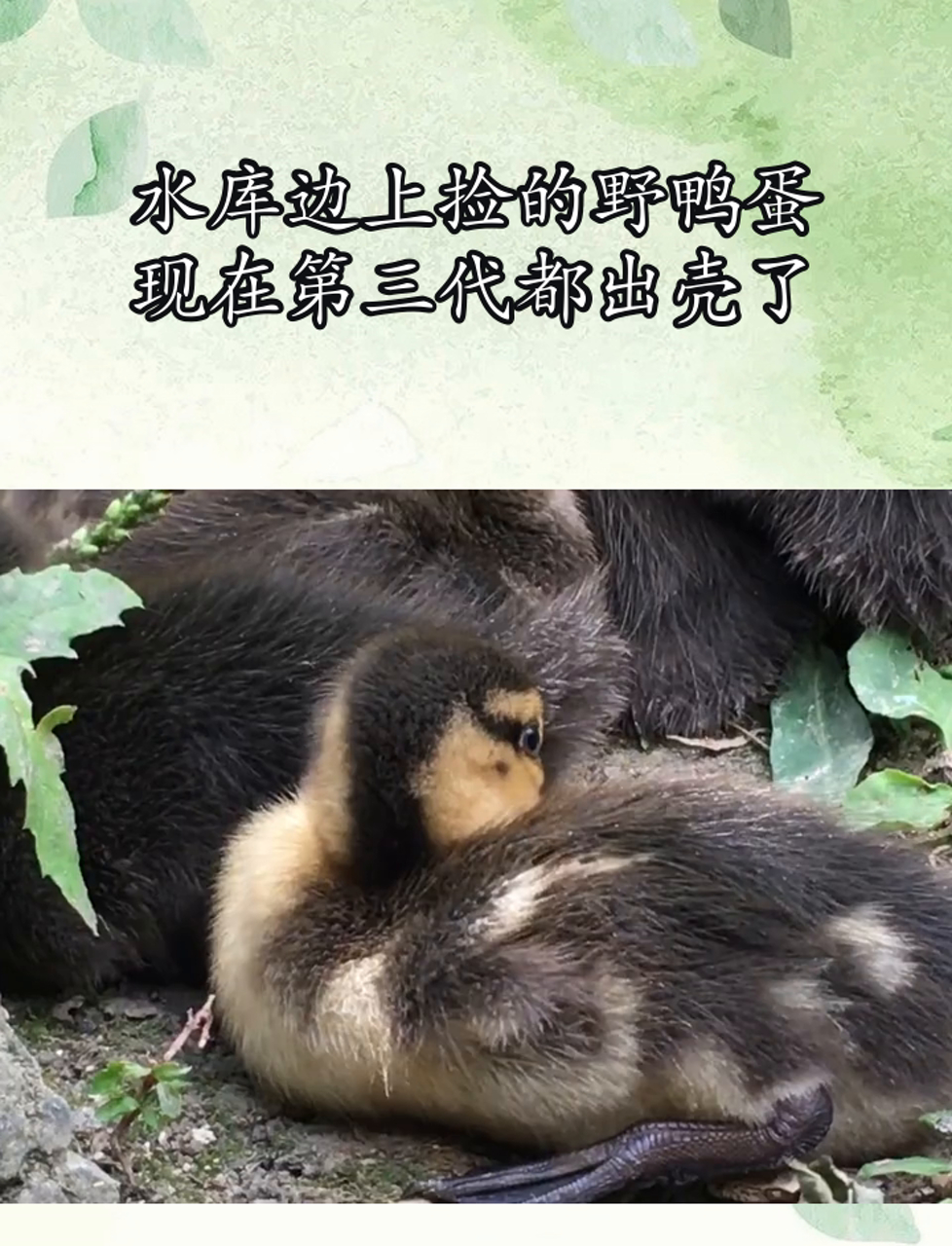 水库边上捡的野鸭蛋,现在第三代都出壳了