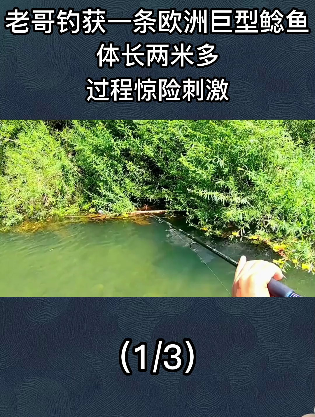 老哥钓获一条欧洲巨型鲶鱼,身长两米多,过程惊险又刺激1