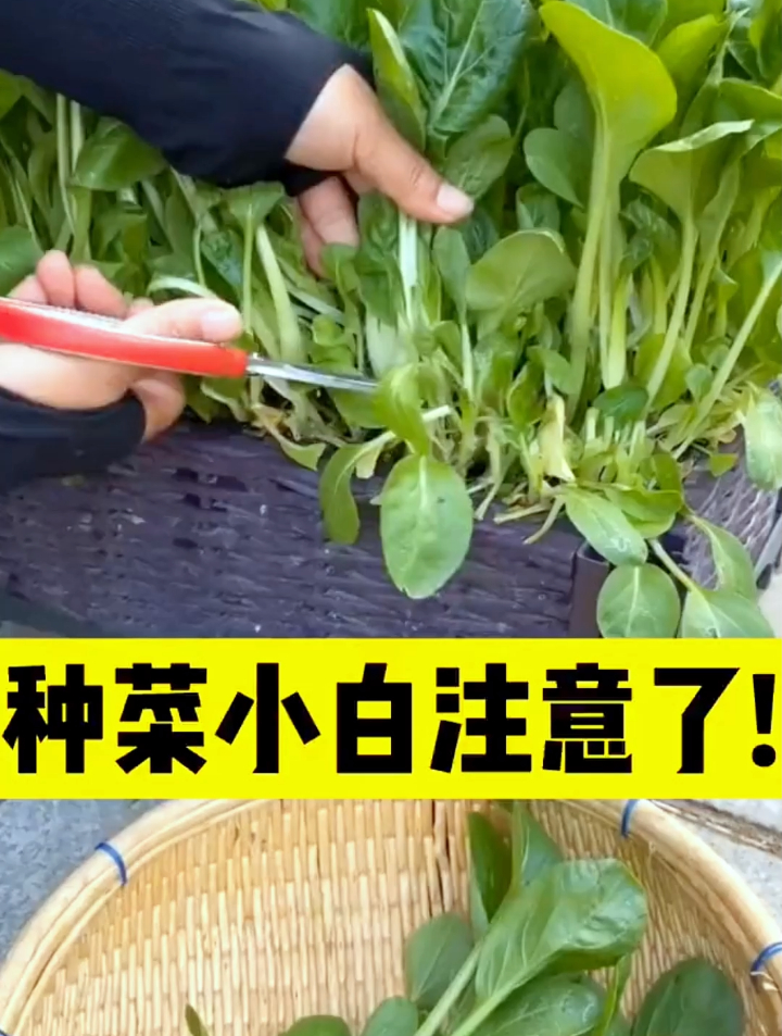 秋季种植鸡毛菜掌握3个技巧,3天发芽15天采收,种1次全家吃不完~