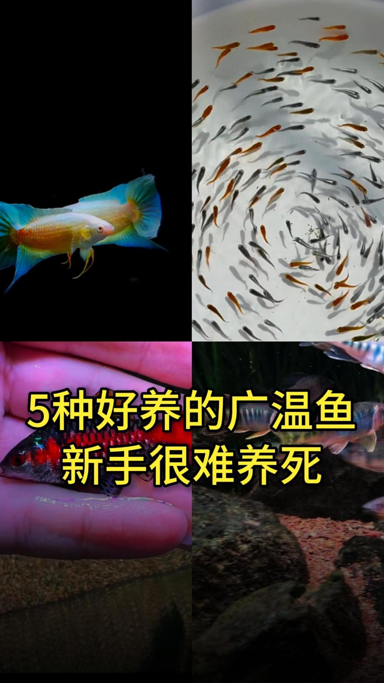 盘点5种好养的广温鱼,适合养鱼新手