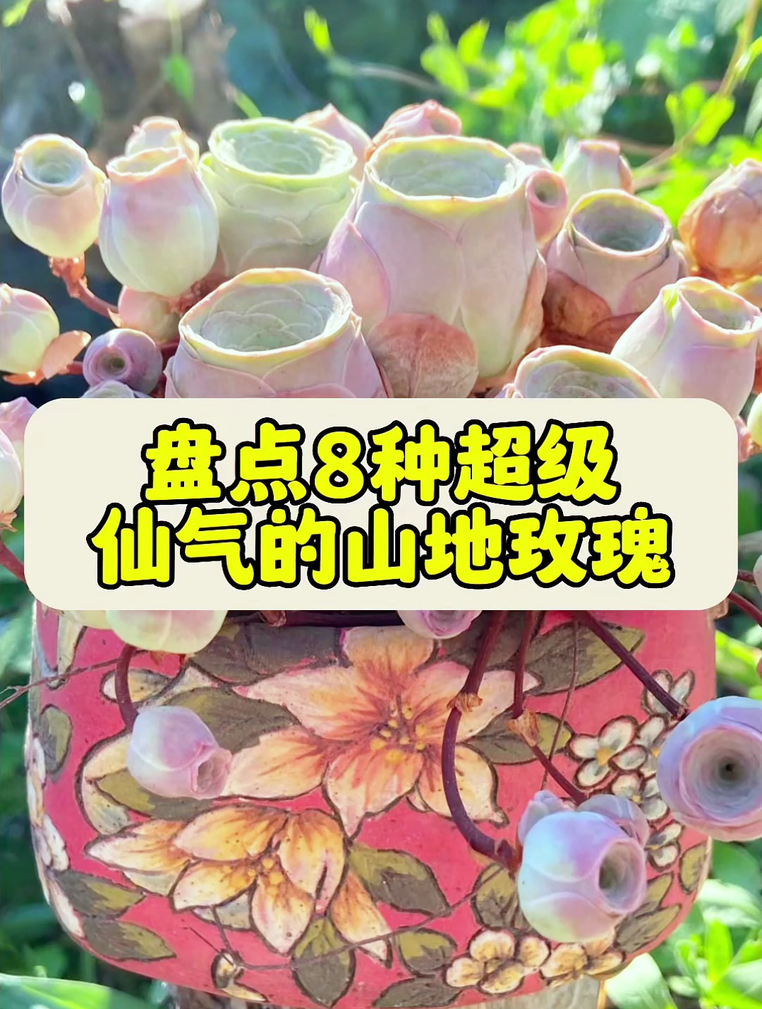 八种超级仙气的山地玫瑰你知道几种?来看你养过哪些?